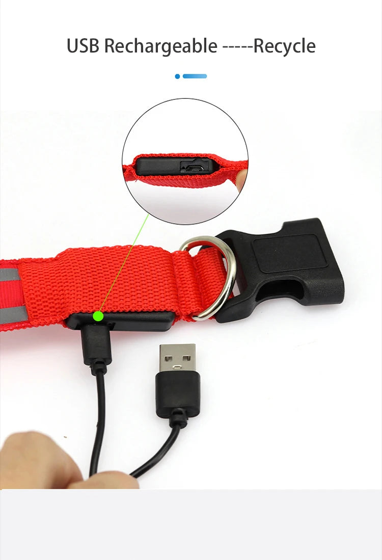 Obroże świecące w ciemności